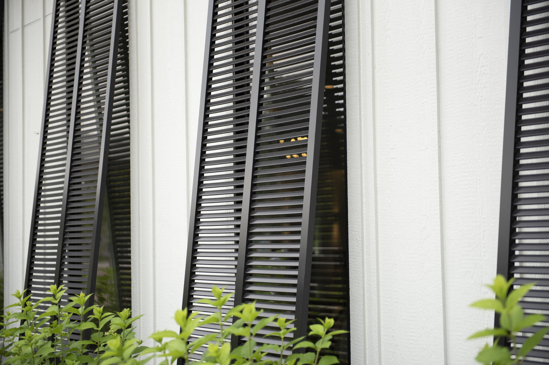 Window frame with greenery shrubs